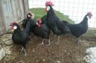 Minorca chickens
