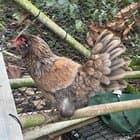 Are these ameraucanas?