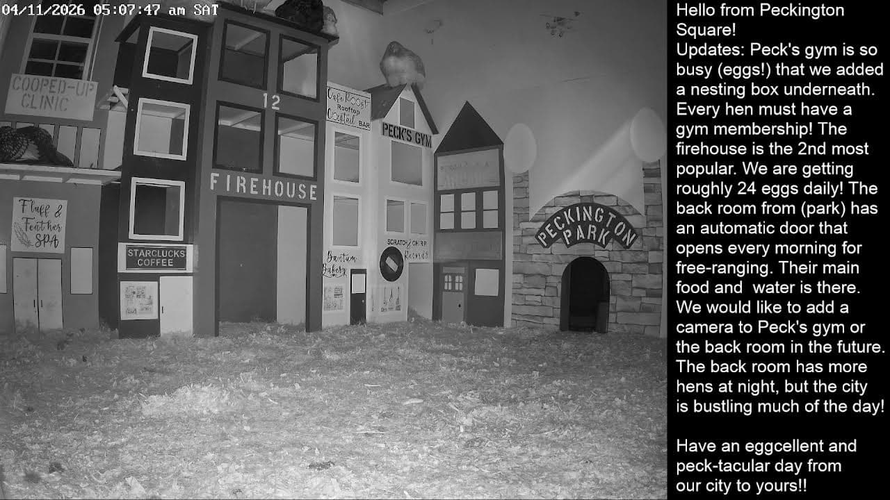 Peckington Square Chicken City Livestream 24/7 Cam