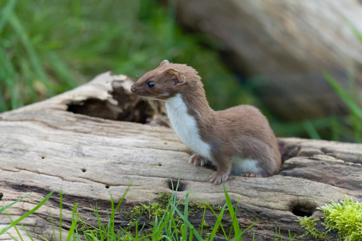 A fossil of a new carnivoran species effectively doubles the evolutionary history of the weasel family